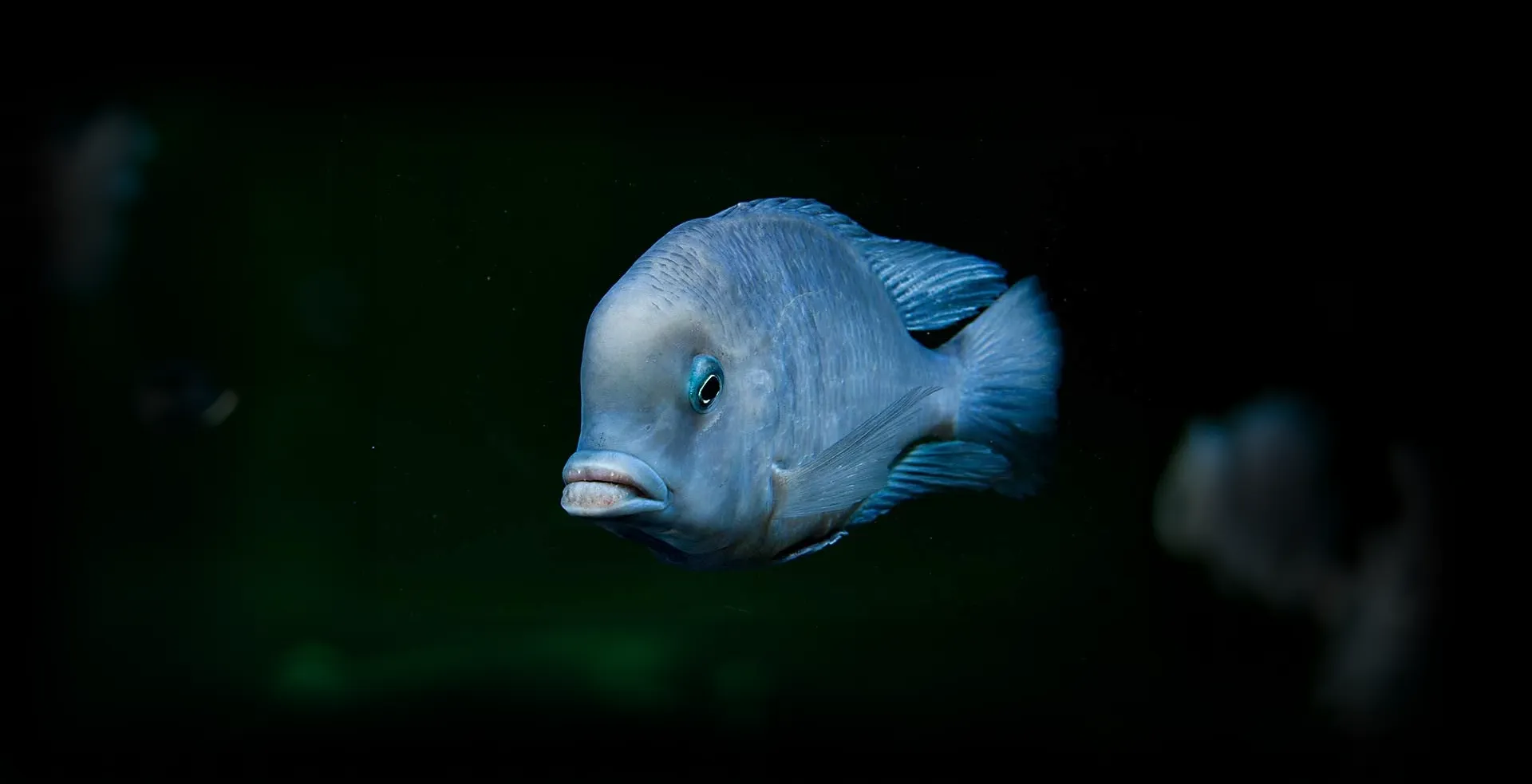 Imagem de fundo de Peixe Golfinho - Poytara
